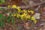 Wreath goldenrod